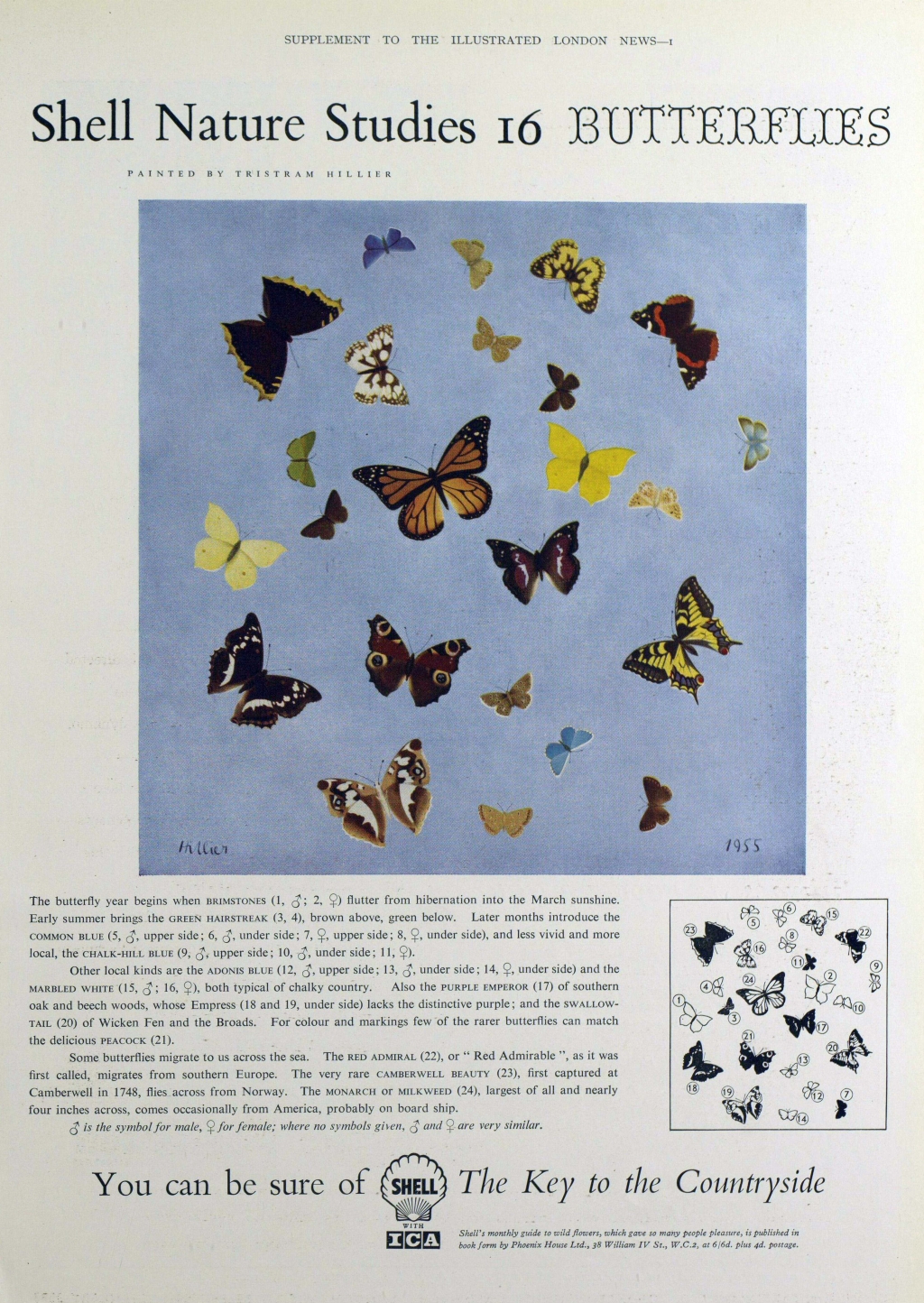shell advert Butterflies
